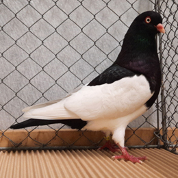 Elsterpurzler schwarz